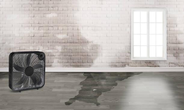 Best Ceiling water damage repair  in Benton, KY